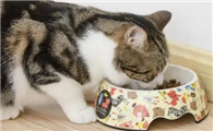 怎么判断猫咪误食异物呢