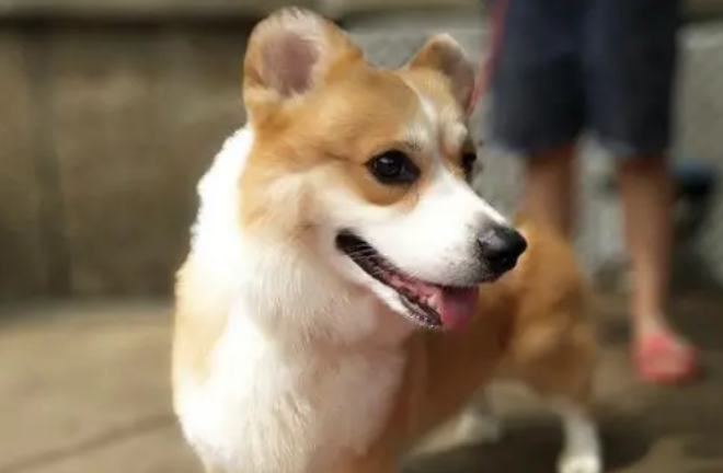 柯基犬怎么样品相算好的呢