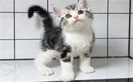 猫咪为什么要打别的猫咪呢
