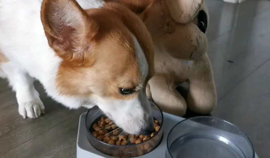 柯基狗如何选狗粮呢 柯基狗如何选狗粮呢