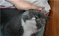 猫咪喜欢踩主人胳膊为什么呢