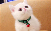 猫咪为什么这么难照顾它呢