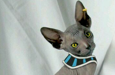 比鲁斯猫大概多钱一只?有人知道吗? 比鲁斯猫大概多钱一只?有人知道吗?