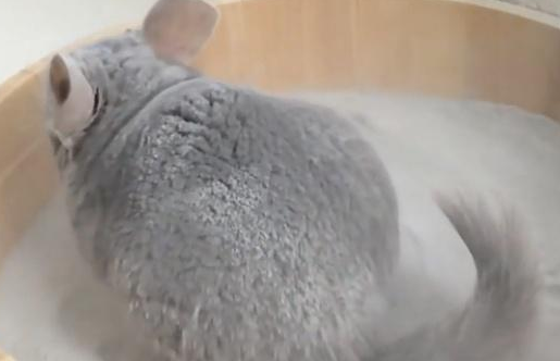 龙猫出生后多久洗澡比较好呢 龙猫出生后多久洗澡比较好呢