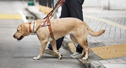 导盲犬的作用：引领视力障碍者走向自由与独立！