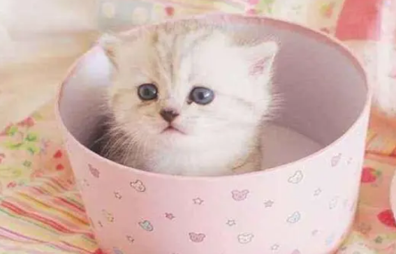 茶杯猫小猫多少钱一只