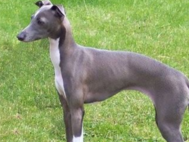 格力犬和灵提犬哪个快