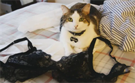 猫咪为什么喜欢啃内衣衣服的原因