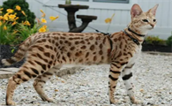 萨凡纳猫和豹猫区别大吗