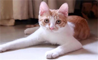 产后的母猫食欲怎么样了