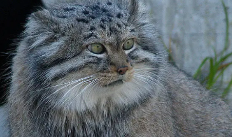 小兔猼是怎么样的? 小兔猼是怎么样的?