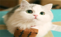 猫咪为什么咬坏电脑了呢