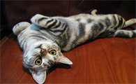 虎皮猫值钱吗