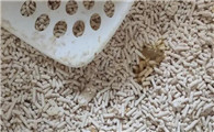 一个月的小猫拉稀怎么办用什么药能好