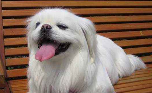 京巴犬怎么样好不好养呢