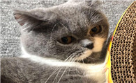 猫为什么会有蒜瓣毛病啊
