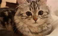 返祖猫值钱吗?感兴趣的来看看~