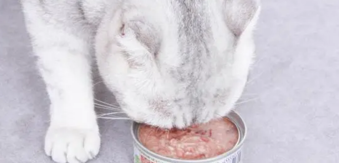 猫小条猫罐头质量好不好？