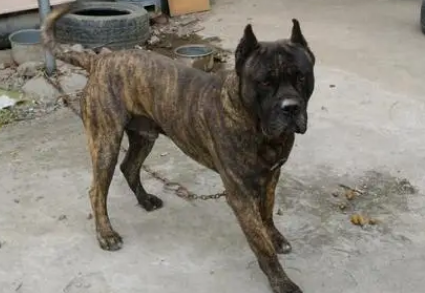 虎皮犬好养吗,饲养需要注意什么? 虎皮犬好养吗,饲养需要注意什么?