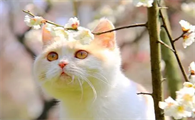 猫为什么不爱回家