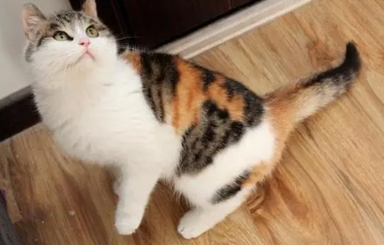 三花猫都是母猫吗