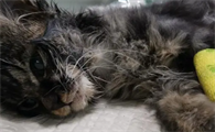 猫瘟会传染给狗吗为什么呢