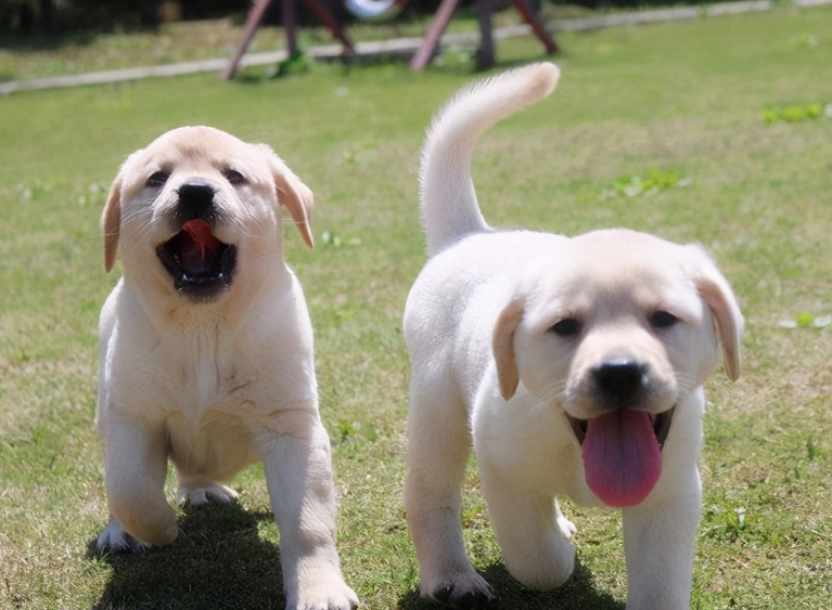 拉布拉多犬怎么样温顺吗