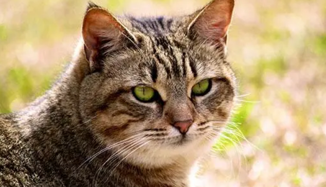 一文讲解加州闪亮猫的特点！