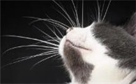 猫咪中的左撇子是什么