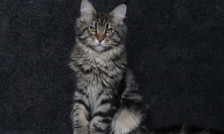 缅因猫性格好吗