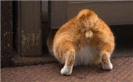 猫咪为什么屁股会抖动啊