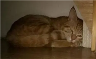 猫咪会睡在门口吗为什么呢