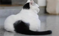 雪里拖枪乌踏拖枪挂印猫有什么说法
