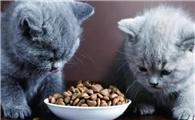 猫咪为什么抓猫粮吃啊