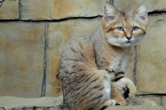 沙丘猫为什么被禁养