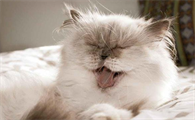 猫为什么呼吸有点臭臭的
