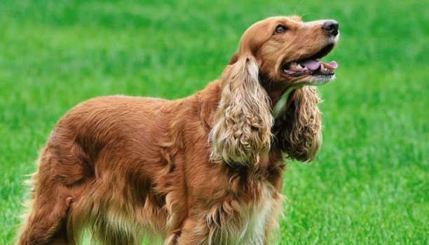 美卡犬怎么养？