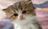 猫咪产后不吃东西怎么办呢