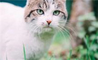猫癣怎么治好得快