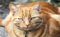 猫咪饮食正常为什么没精神不吃东西
