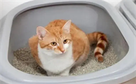 猫咪为什么会不停的上厕所