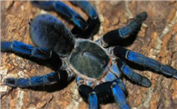 泰国金属蓝，喜欢蜘蛛人士必看！