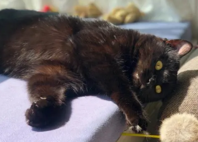 今日科普：玄猫有什么优点和缺点？-宠物网