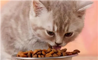 猫咪为什么吃食物呕吐呢
