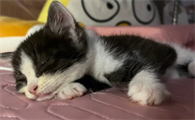 猫咪为什么趴后背睡