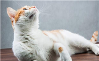 小猫咪为什么会哆嗦啊