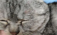 猫咪为什么会有湿疹啊