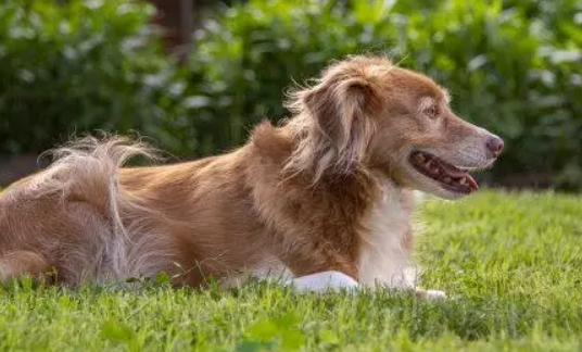 新斯科舍猎鸭犬科普！
