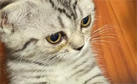 猫为什么眼角有泪水