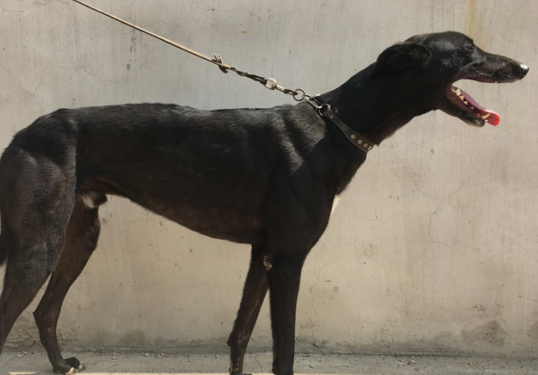 格力犬的性格与特点